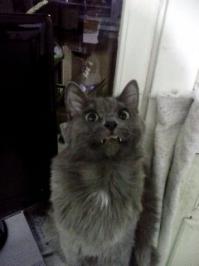 вот моя кошка.