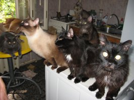 Моя подруга спасает всех бездомных кошек. Дома у нее целый приют: голов 150 примерно,точно даже она не знает,да и меняется это число постоянно. Она всю зарплату на них тратит. Ей можно памятник при жизни поставить.А она отшучивается: "Памятник не недо,лучше деньгами." Если бы все проявляли доброту и заботу к братьям нашим меньшим, мир был бы лучше.