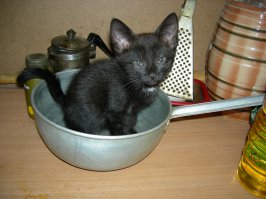 У меня такой же найденыш по имени Мавр. Сейчас уже здоровый толстый кот.