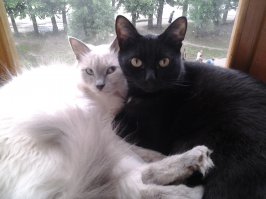 Понимаю Вас. У меня четверо подобранных усатых-хвостатых. Люблю их безумно.