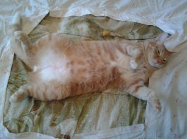 Понимаю Вас. У меня четверо подобранных усатых-хвостатых. Люблю их безумно.