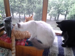 Понимаю Вас. У меня четверо подобранных усатых-хвостатых. Люблю их безумно.