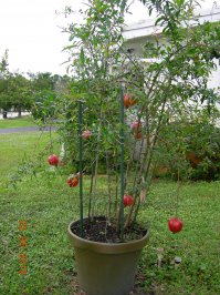 Мой гранат.