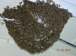 А вот ни фига и слетают. У меня такая же история. Сами они не слетят,их нужно в улей ппоместить вместе с маткой. А какой им резон лететь в ящик? Думаете,они знают,что это специально для них поставили? Нужен специалист,кто может их снять и матку не пропустить. Я своих пока не трогаю.Им на воле лучше,да и услуги специалиста не дешевы.