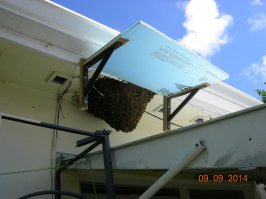 А вот ни фига и слетают. У меня такая же история. Сами они не слетят,их нужно в улей ппоместить вместе с маткой. А какой им резон лететь в ящик? Думаете,они знают,что это специально для них поставили? Нужен специалист,кто может их снять и матку не пропустить. Я своих пока не трогаю.Им на воле лучше,да и услуги специалиста не дешевы.