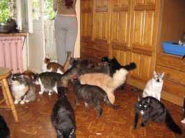 В таком случае моя подруга должна уже быть заведующей раем. У нее частный приют с поголовьем около 150 хвостатых-полосатых.