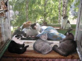 В таком случае моя подруга должна уже быть заведующей раем. У нее частный приют с поголовьем около 150 хвостатых-полосатых.