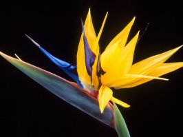 Цветок-птица стрелиция: