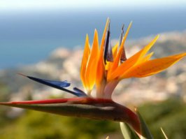 Цветок-птица стрелиция: