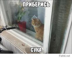 Кот закрыл своего хозяина на балконе