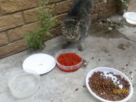 Обеспокоенность