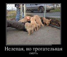 Обожаю лисичек! Хочу туда)))))