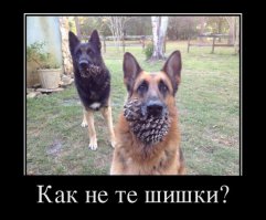 Двуглавый шестилап и другие прелести с конкурса "Не может быть!"