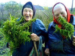 В Голландии с участком?? Это же ЗАМЕЧАТЕЛЬНО!