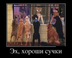 Домашние животные спустя годы  