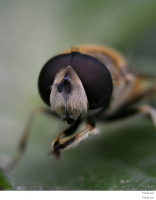 Макрофотографии сделанные на мобильный телефон