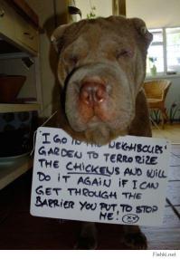 У меня такое чувство что этот пёс пробовал пчел пугать, а не курей