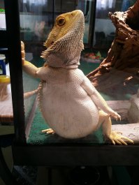 Ящерка с пивным животиком