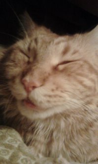 Спящие котэ