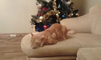 Спящие котэ