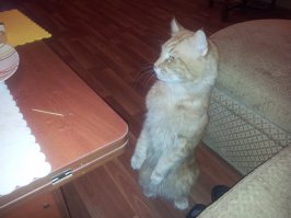 Мой кот следит за тем, что кто-то потянулся к колбаске )))