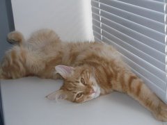 А это мой охламончик