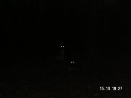 Вот когда в лесу жутко ;)