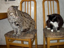 Крупные домашние кошки и коты