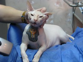 Инопланетная красота кошек породы сфинкс 