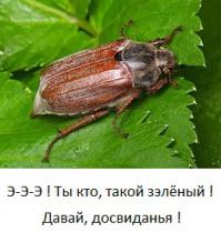 Представители рода характеризуются довольно крупными размерами до 31,5 мм, выпуклым продолговато-овальным или более широким овальным телом, черной или красно-бурой окраски, большей частью с красно-бурыми или желто-бурыми надкрыльями, иногда со слабым зеленоватым отливом на голове и переднеспинке.
