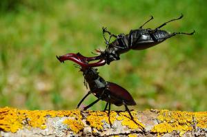 Бои жуков оленей устраивали! Выловишь пару штук, в ограниченном пространстве закроешь и делаешь ставки. Такой вот детский тотализатор!)
