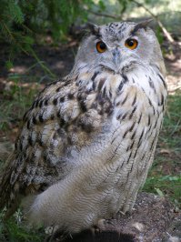 Я ещё филина сфоткал, я не знал, что он такой здоровый. Этот красавец во время пожаров в 2010 году сам прилетел обгоревший к домику персонала заповедника и залез под брызгалку на газоне, тушил дымящиеся перья.
