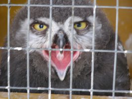 Такую сову я щелкнул в заповеднике.