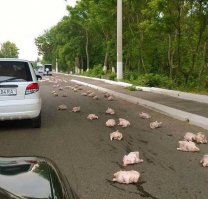 побег из курятника почти удался