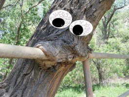 10 странных вещей, которые умеют делать деревья