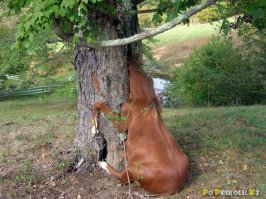 10 странных вещей, которые умеют делать деревья