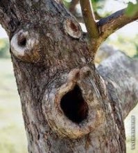 10 странных вещей, которые умеют делать деревья