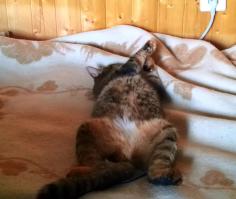 Ой, извиняюсь, поза на спине только на видео имеется. Вот кадр из видоса