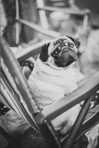 сейчас у меня живет вот такой :)