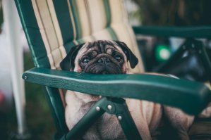 сейчас у меня живет вот такой :)