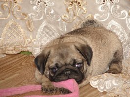 сейчас у меня живет вот такой :)