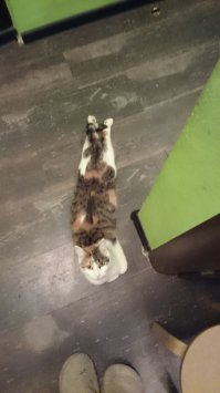 И моя породы "русская помойная"))