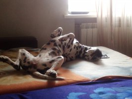 Я свою пятнистую непоседу только спящей могу спокойно сфоткать. Но спит прикольно. ))