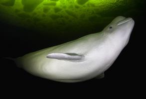 Правильней "БелуХа" от сходства с зубатыми китами, а "белуга" это семейство осетровых.