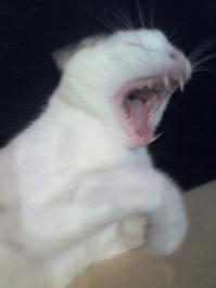 стивен тайлер