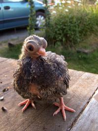 С такими глазами, эти голуби могут более точно срать на людей с высоты 3х км и более, а так-же с ночным видением.