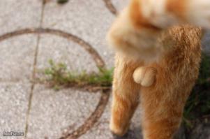 Фотогеничность 