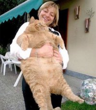 Фото животных, которым срочно пора садиться на диету