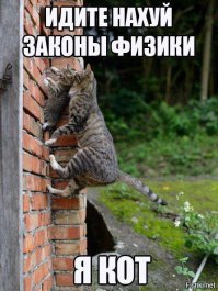  Ниндзя кот 