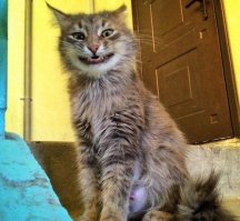 Поржал,спасибо!